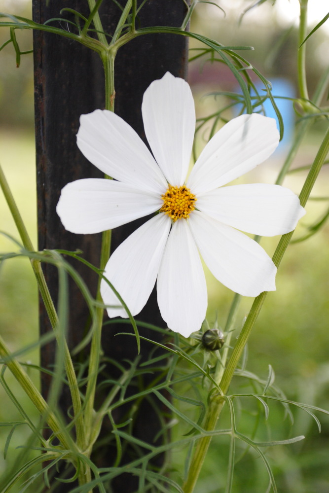 photo "***" tags: nature, macro and close-up, flowers