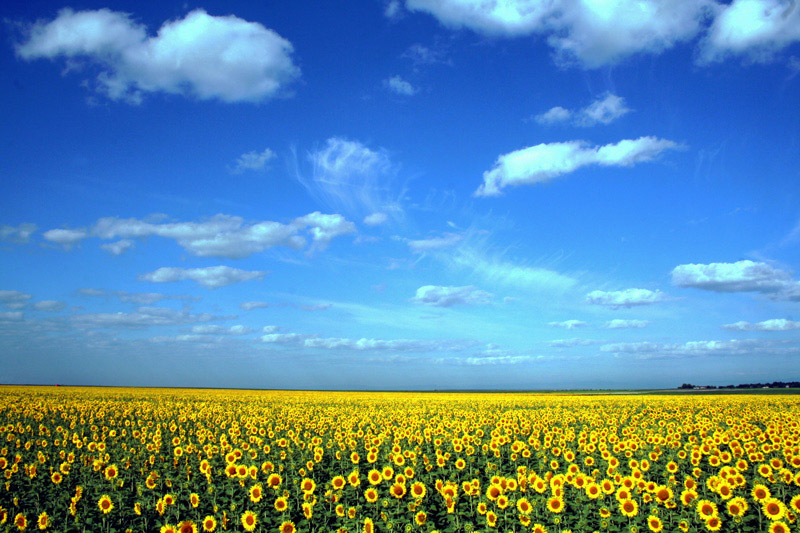 photo "In the middle of Summer" tags: landscape, clouds, summer