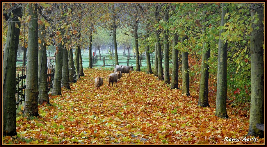 photo "let them go" tags: landscape, nature, autumn, pets/farm animals