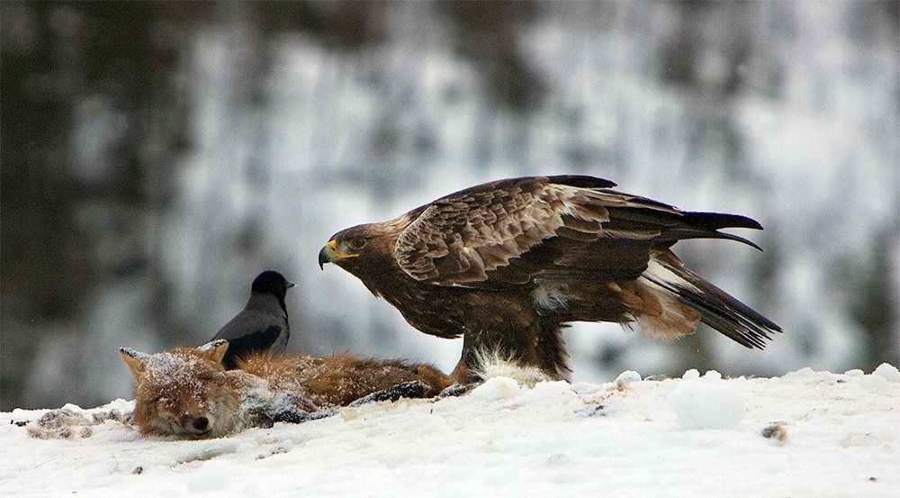 photo "Do,nt eat my food!!!" tags: nature, wild animals