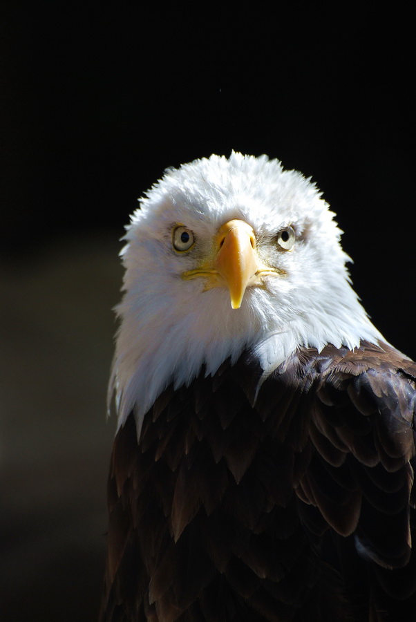 фото "The American symbol" метки: природа, путешествия, Европа, дикие животные