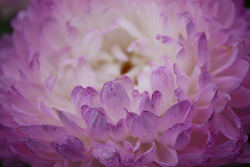 photo "***" tags: nature, macro and close-up, flowers