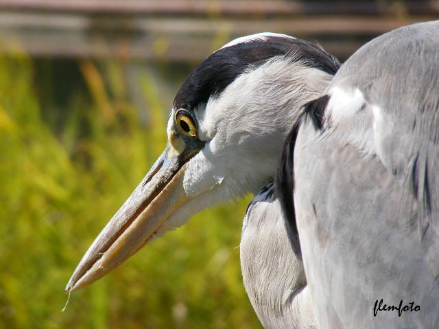 photo "Big bird." tags: nature, insect