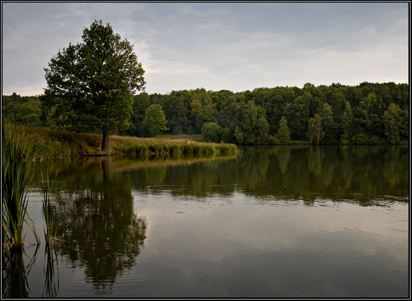 photo "***" tags: landscape, forest, summer