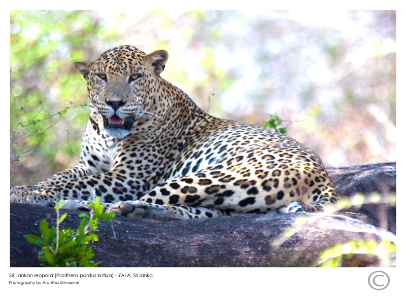 photo "Sri Lankan Leopard" tags: nature, wild animals