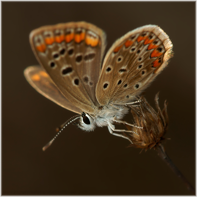 фото "Plebejus (Aricia) agestis" метки: макро и крупный план, природа, насекомое