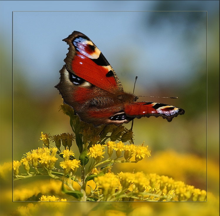 photo "Peacock" tags: nature, macro and close-up, insect