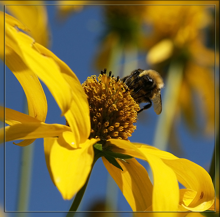 photo "About Bumble Bee And Yellow Flowers" tags: nature, macro and close-up, insect