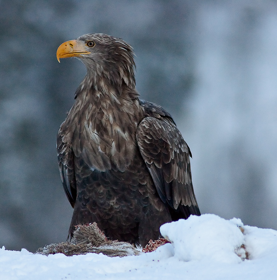 photo "Golden Eagel.." tags: nature, wild animals