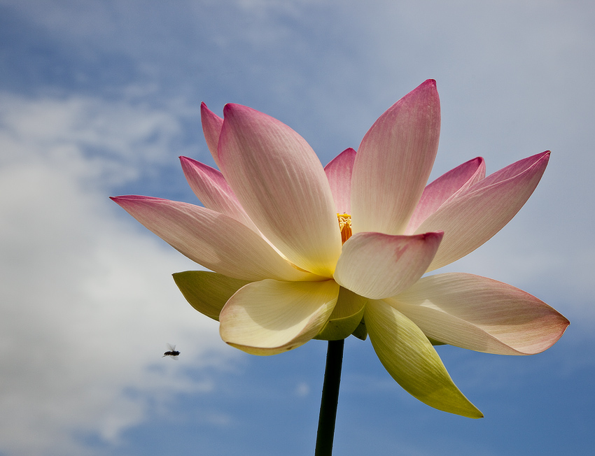 photo "***" tags: nature, flowers