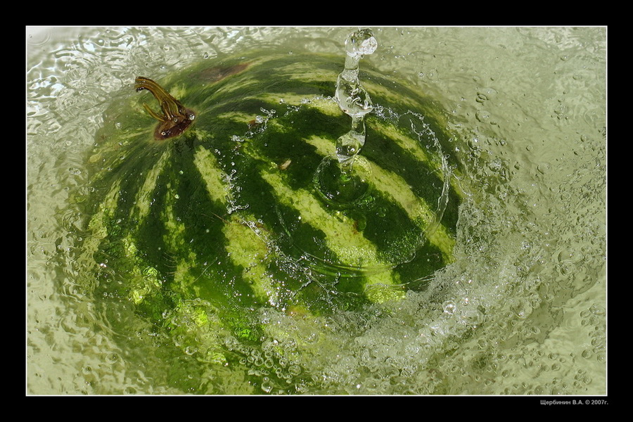 photo "Bathing watermelon" tags: nature, genre, flowers