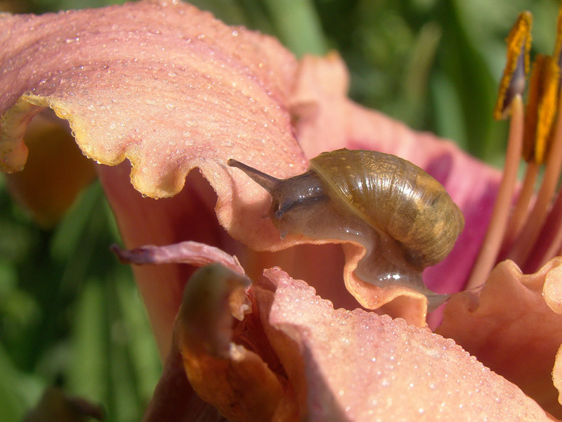 photo "***" tags: nature, macro and close-up, 