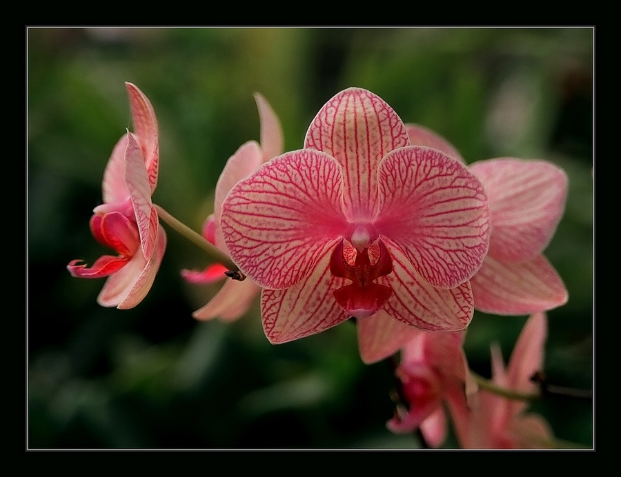фото "Орхидеи (парк "UTOPIA")" метки: , 