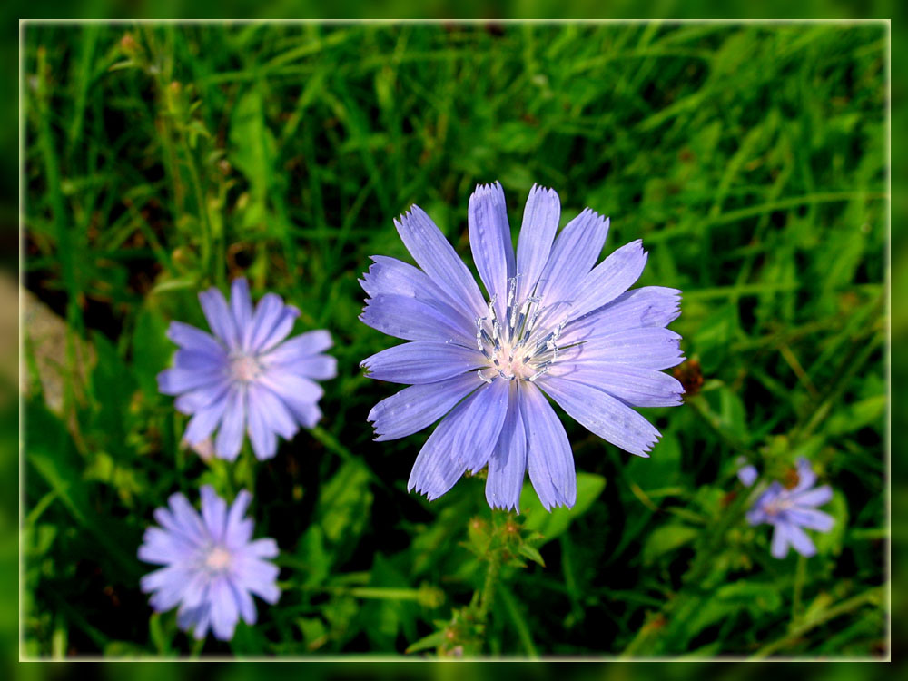 фото "Цветик-синецветик..." метки: макро и крупный план, природа, цветы