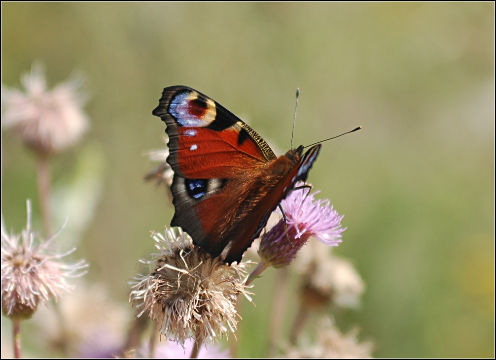 photo "Sommer Time" tags: nature, insect