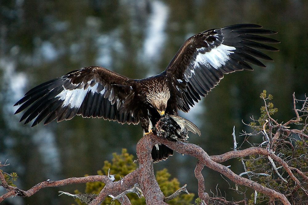 фото "Golden Eagel.." метки: природа, дикие животные