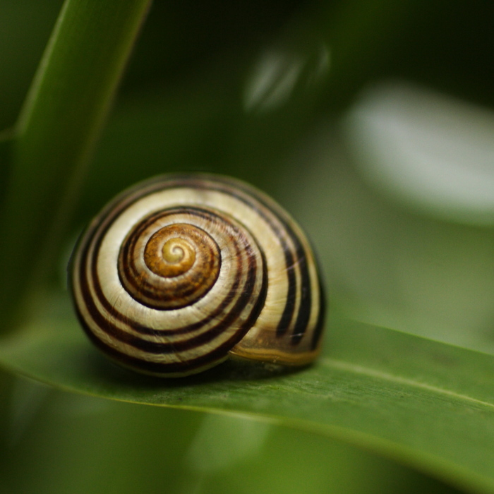 photo "A Home Away From It All" tags: nature, macro and close-up, insect