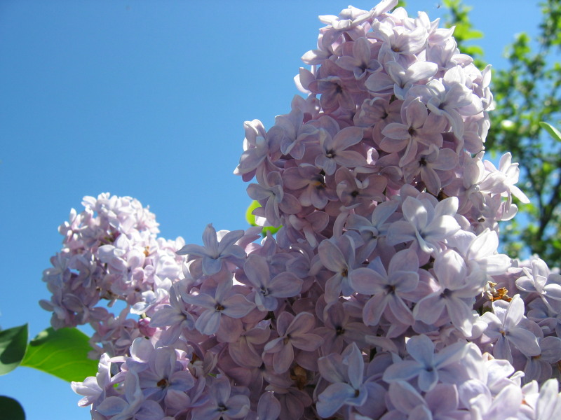 photo "***" tags: nature, flowers