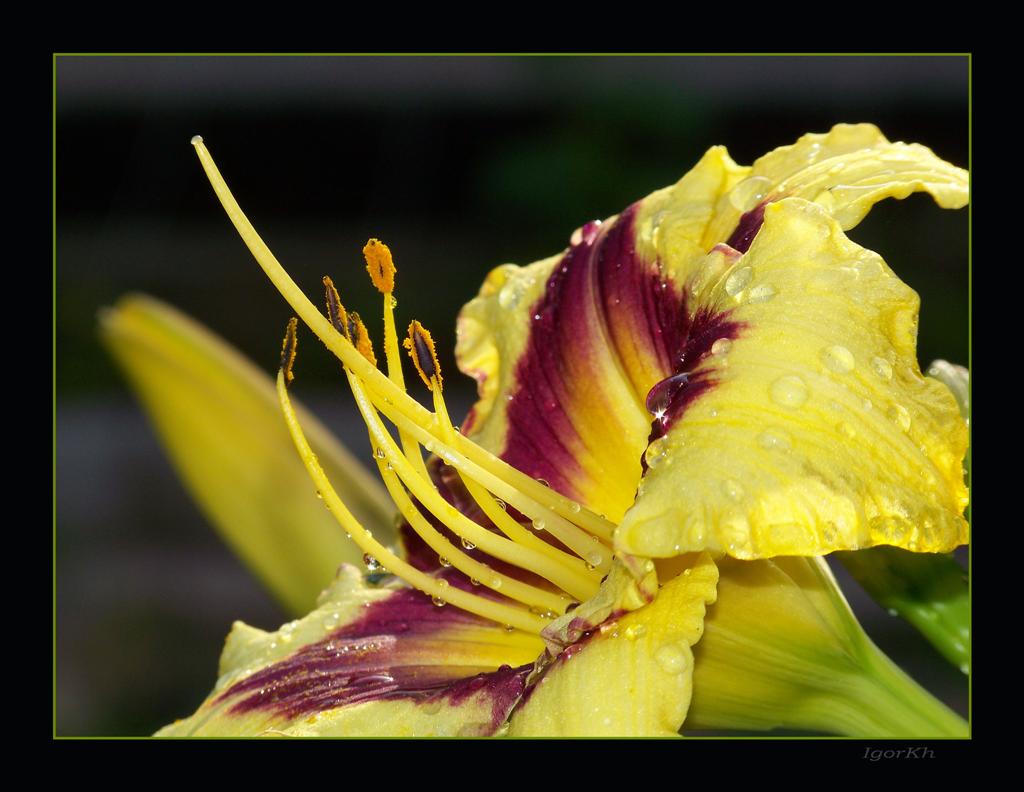 photo "***" tags: nature, flowers