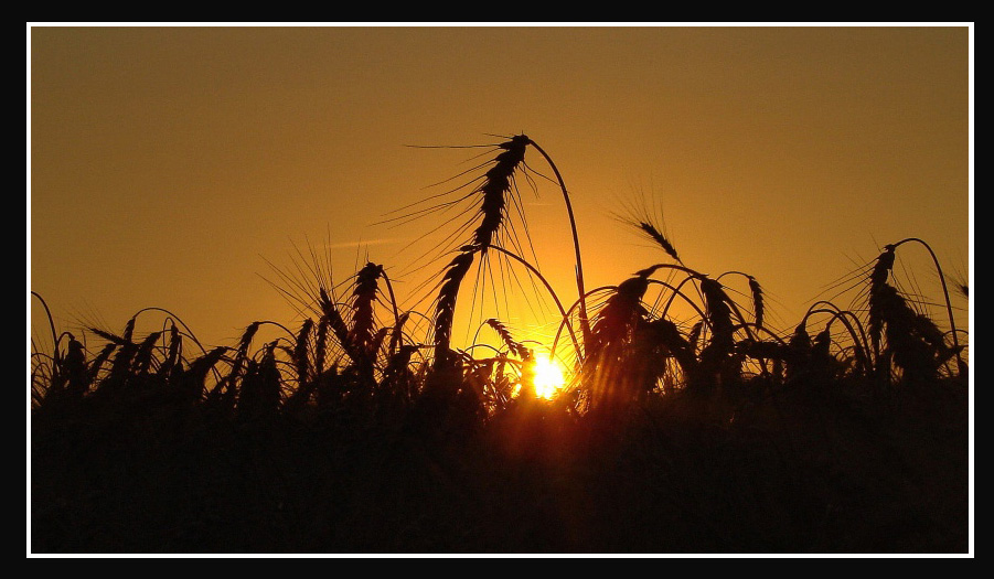 photo "Summer evening" tags: landscape, sunset