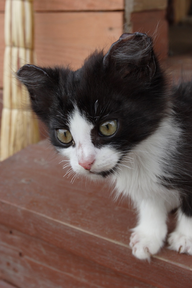 photo "***" tags: nature, misc., pets/farm animals