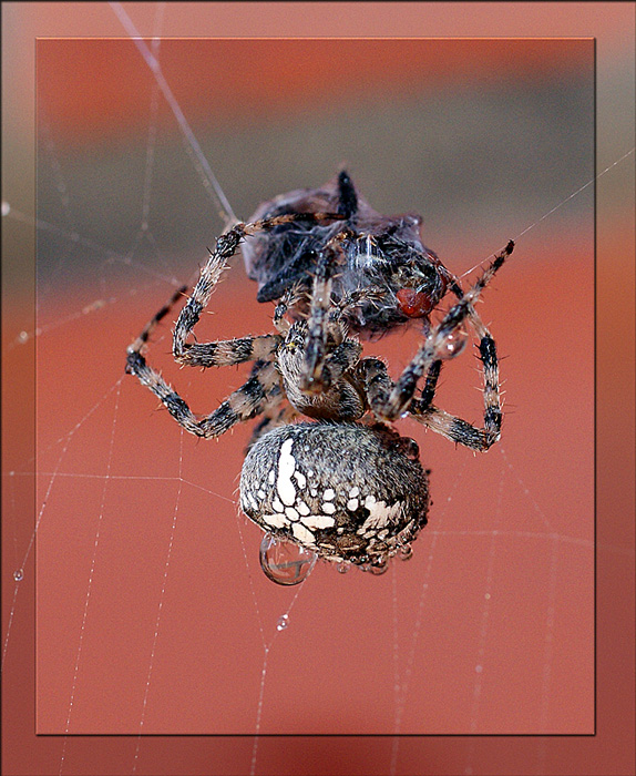 photo "макро,паук" tags: macro and close-up, nature, insect