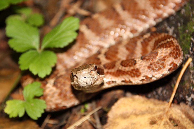 photo "***" tags: nature, wild animals