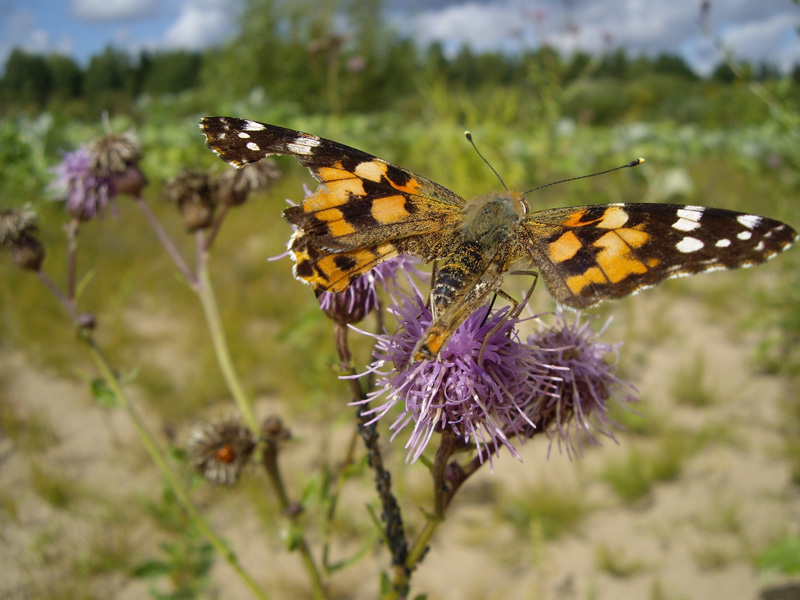 photo "***" tags: nature, flowers, insect