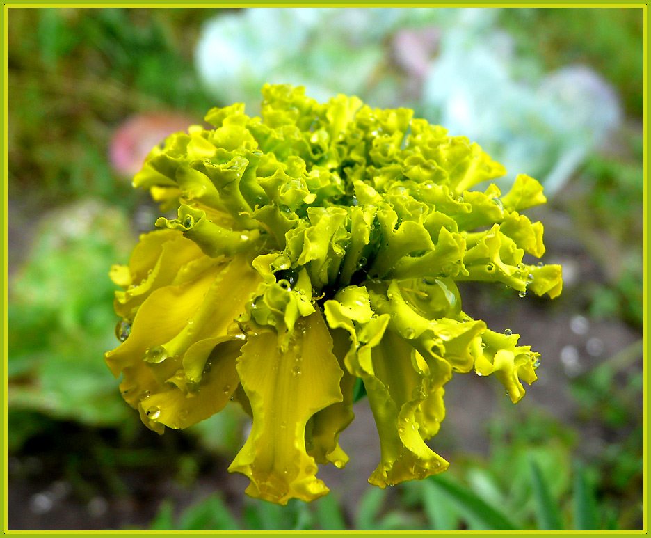 photo "* * *" tags: nature, macro and close-up, flowers