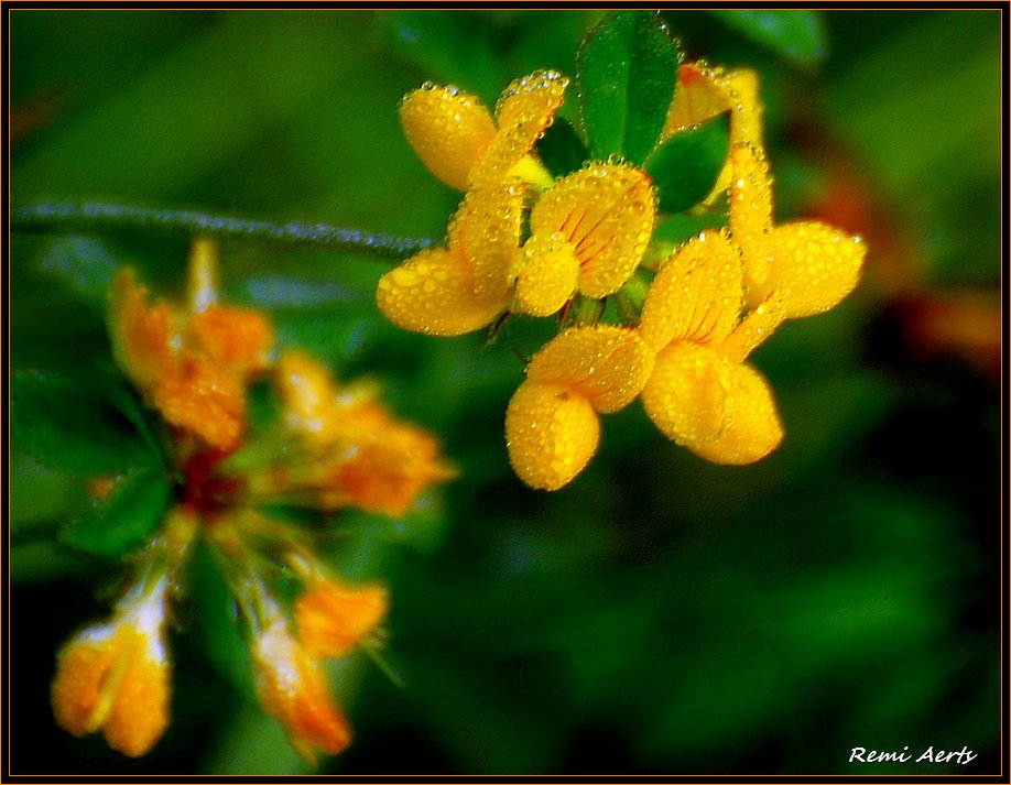 photo "gooood morning" tags: nature, macro and close-up, flowers
