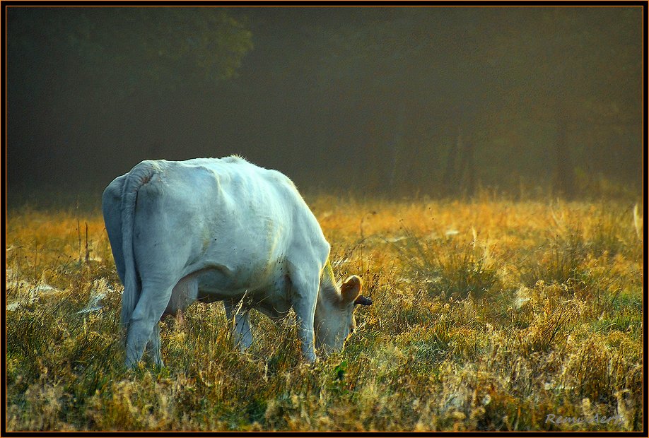 фото "early morning" метки: пейзаж, природа, домашние животные, закат