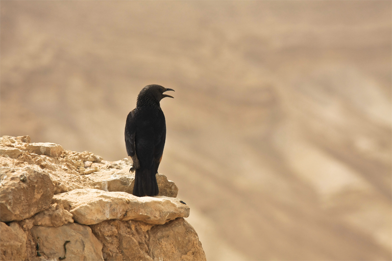 photo "day watch" tags: nature, misc., wild animals