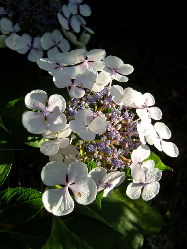 фото "hydrangea-2" метки: природа, цветы