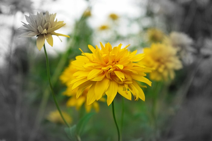 photo "цветы,природа,флора,цвет" tags: nature, flowers