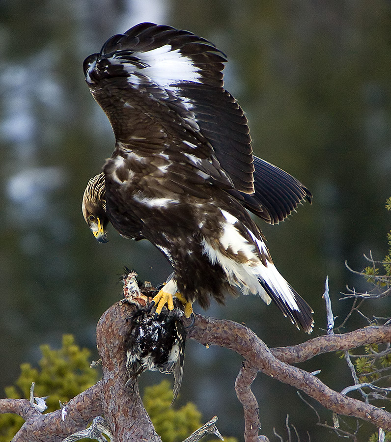 photo "Golden Eagel.." tags: nature, wild animals