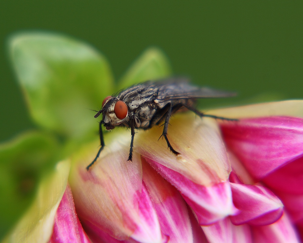photo "unique visitor" tags: macro and close-up, nature, insect