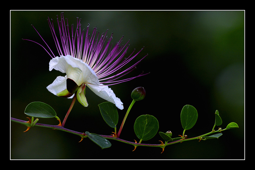 photo "***" tags: nature, flowers