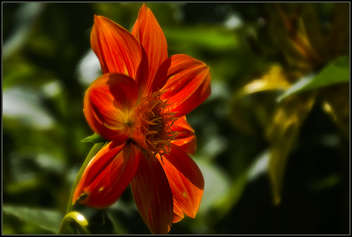 photo "Dahlia" tags: nature, flowers