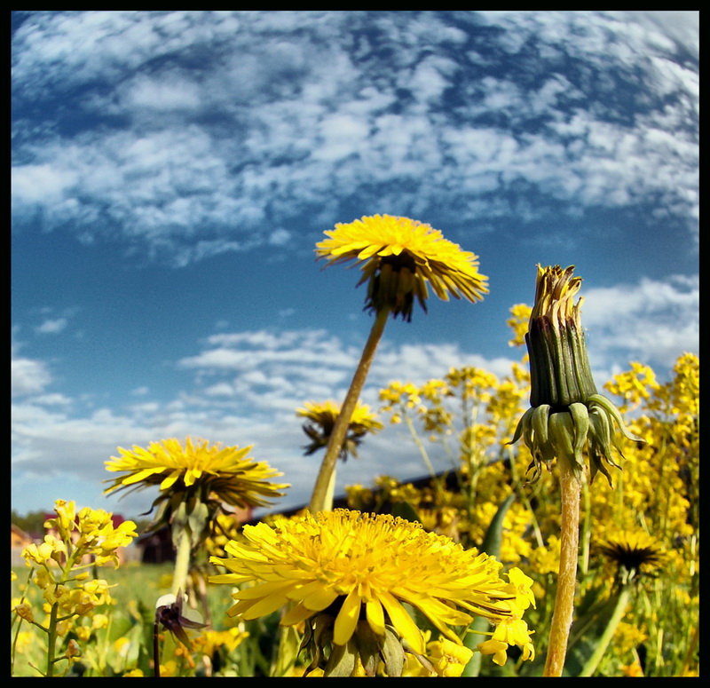 photo "***" tags: landscape, nature, flowers, spring