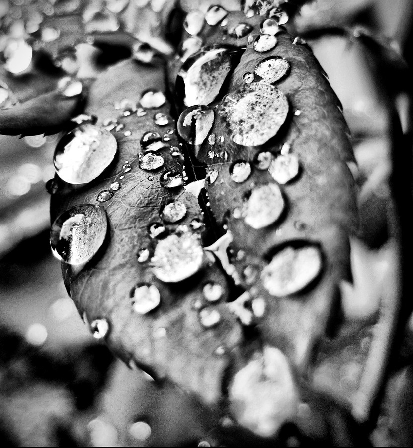 photo "***" tags: nature, macro and close-up, 