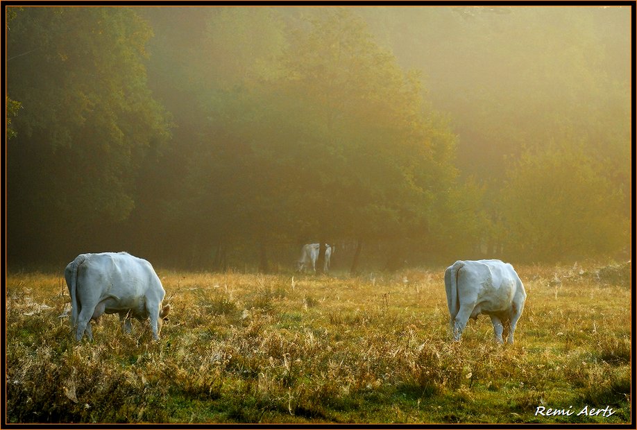 photo "one morning in August" tags: landscape, nature, pets/farm animals, sunset