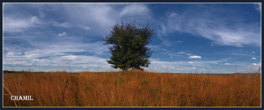 photo "***" tags: landscape, forest