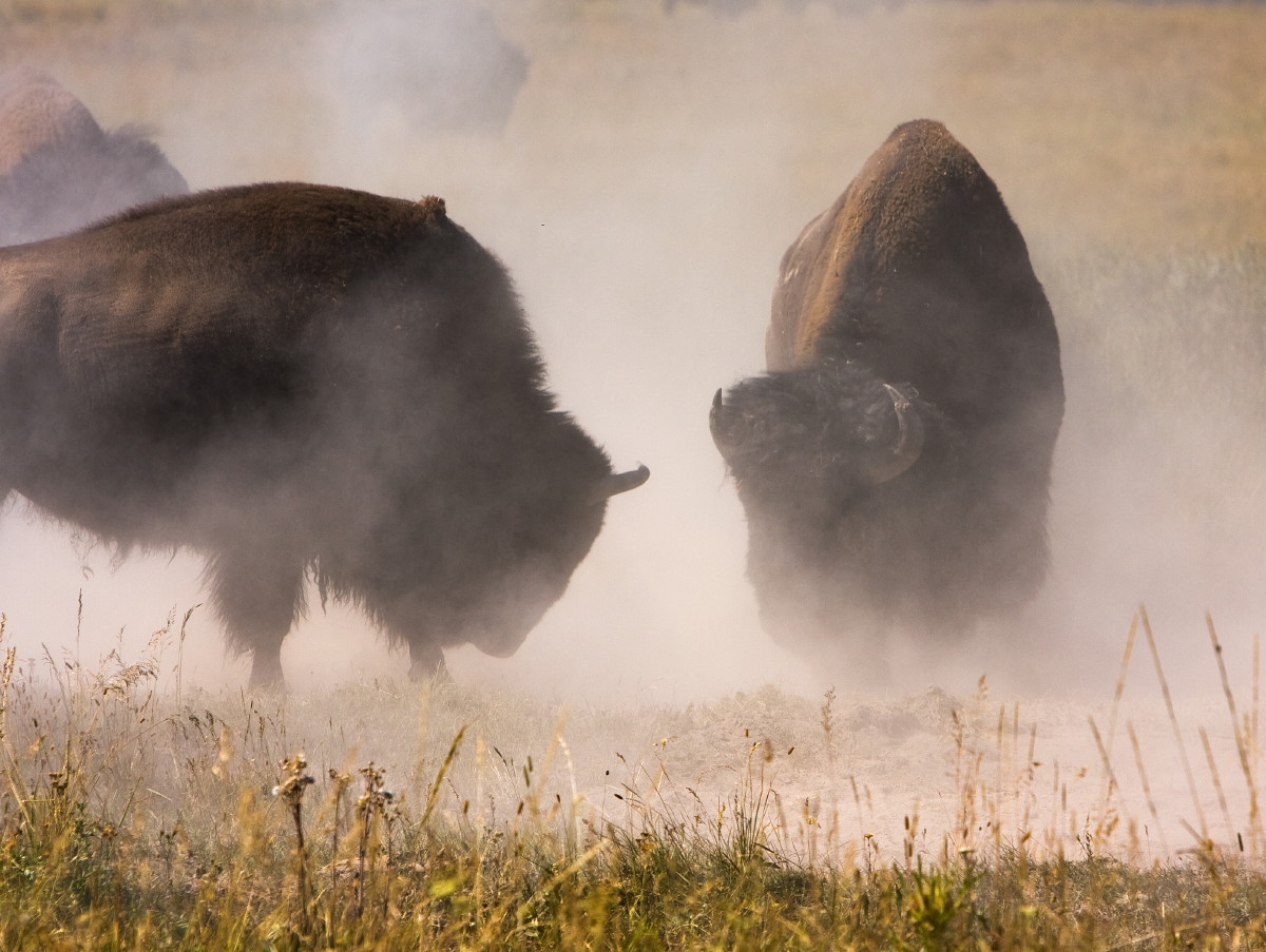 photo "The Duel" tags: nature, travel, North America, wild animals