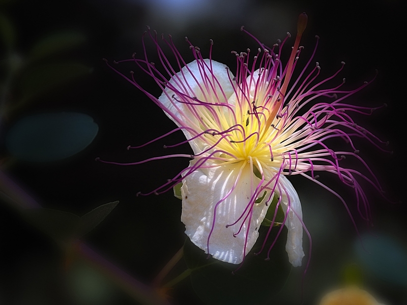 photo "***" tags: nature, flowers