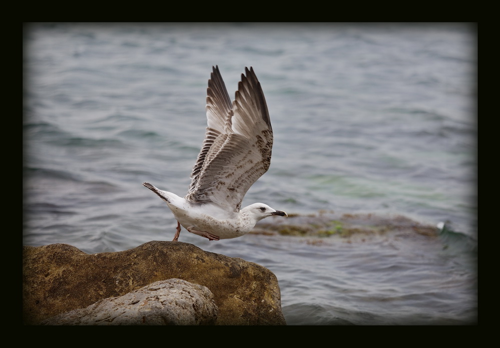 photo "***" tags: nature, landscape, water, wild animals