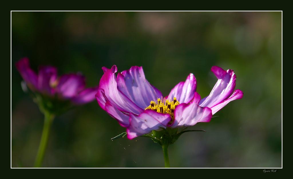 фото "Осенний." метки: природа, цветы