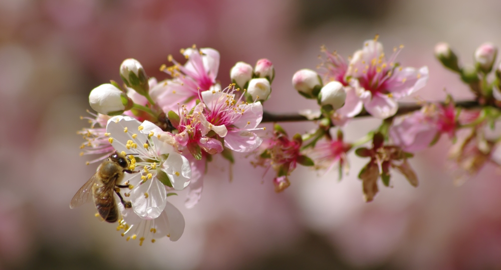 photo "Spring in Perth Hills" tags: nature, flowers, insect