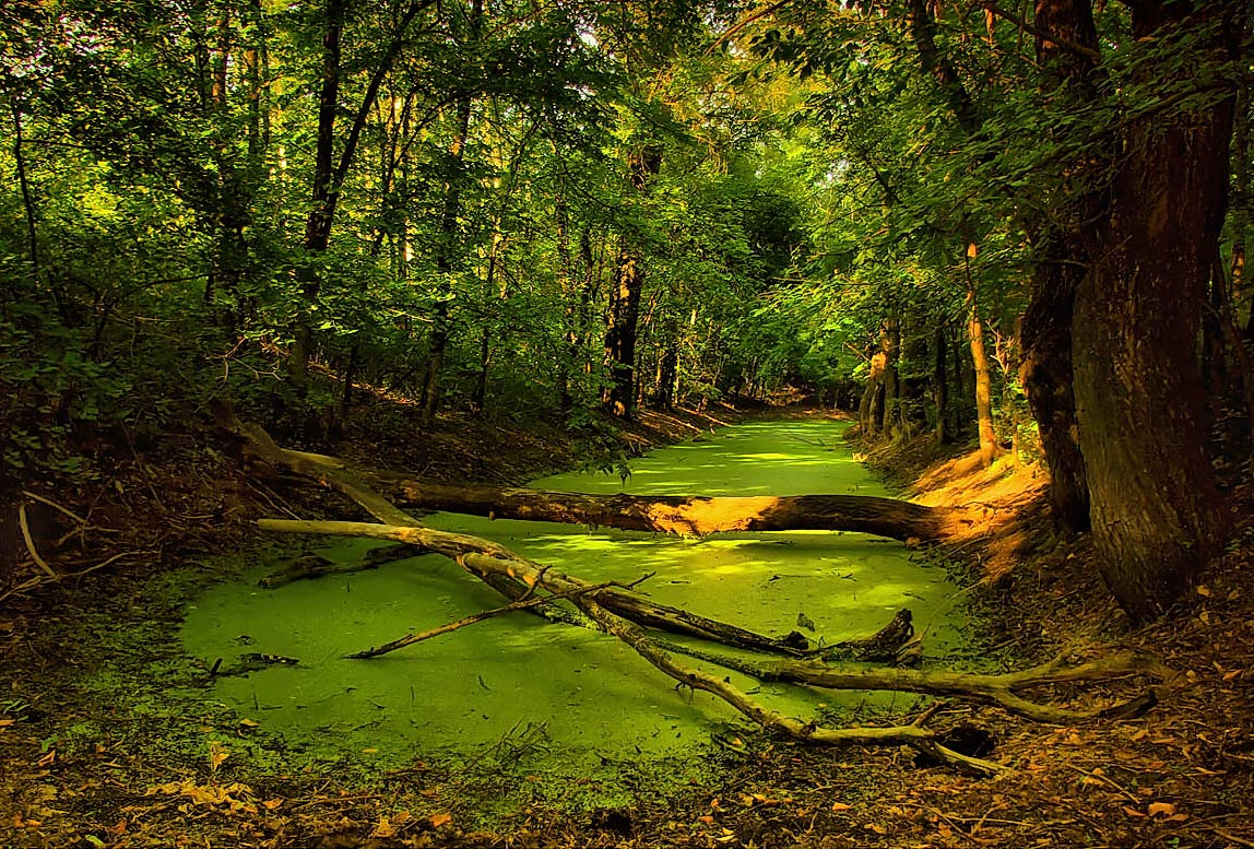 photo "***" tags: landscape, summer