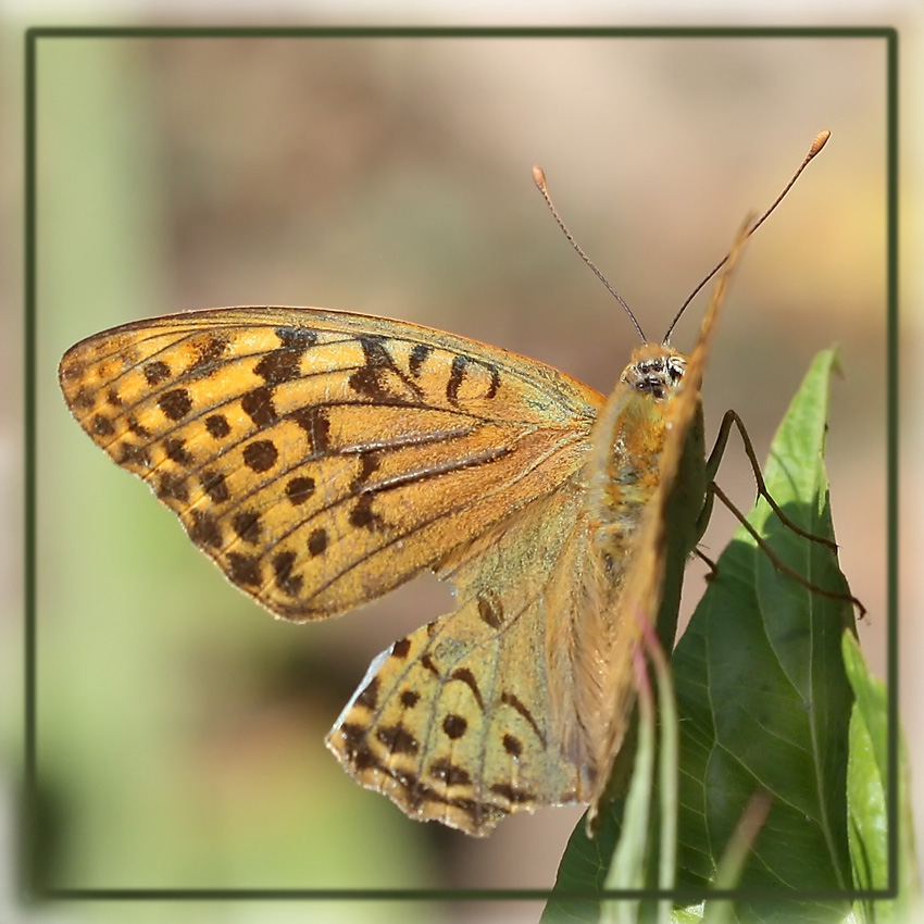 photo "Curious" tags: nature, macro and close-up, insect