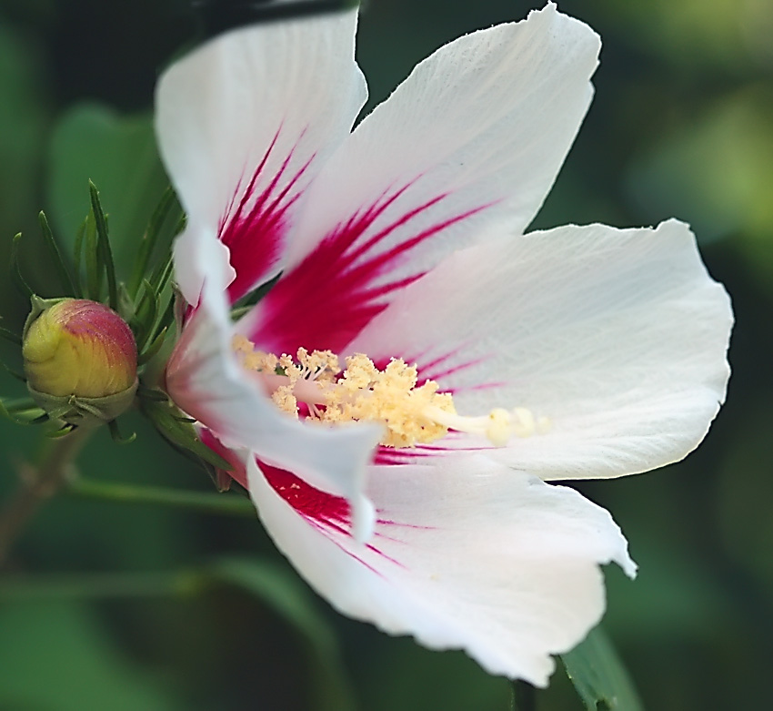 photo "***" tags: nature, flowers